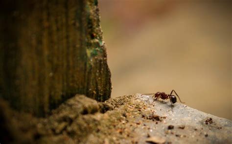 Essen im haus gut verschließen. Zimt gegen Ameisen: Hilfreich oder nicht? - Plantura ...