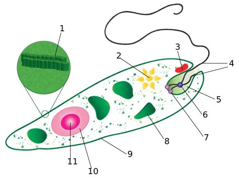 Euglena Structure And Function Euglena 3d Model By Visartech