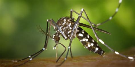 Invasive Aedes Mosquitoes Spreading Across Southern California