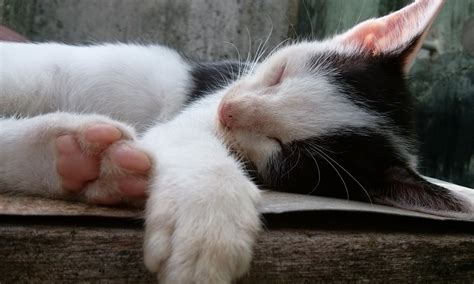 可愛い 猫 子猫 Pixabayの無料写真
