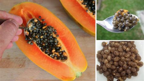 Surprising Health Benefits Of Papaya Seeds How To Eat It Youtube