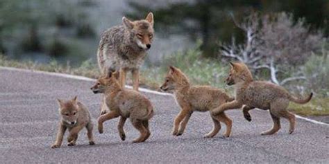 People Are About To Kill Entire Families Of Coyotes For A Contest