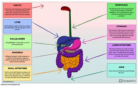 Organs In The Digestive System Diagram Science Lesson Plans