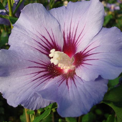 Hibiscus Syriacus Blue Bird Garteneibisch Bestellen