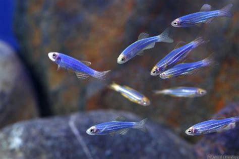 Danio Glofish Cosmic Blue Данио Глофиш Синий Рыбки Nano Fish