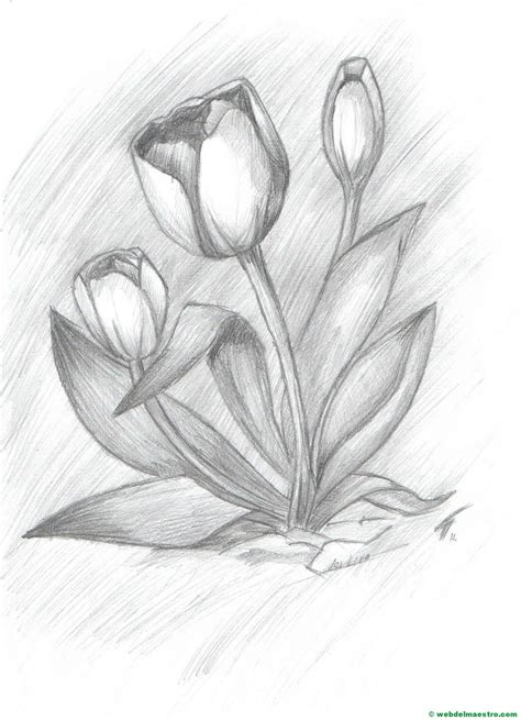 Dibujo De Tulipanes Hecho A Lápiz Web Del Maestro