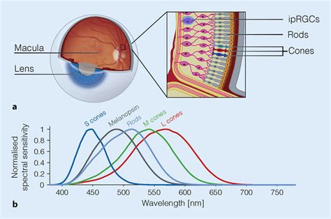 8 Overview Of The Retina Photoreceptorsa Schematic View Of The Eye