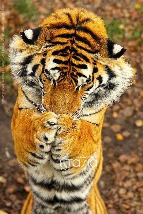 Tiger Praying Wild Cats Pinterest