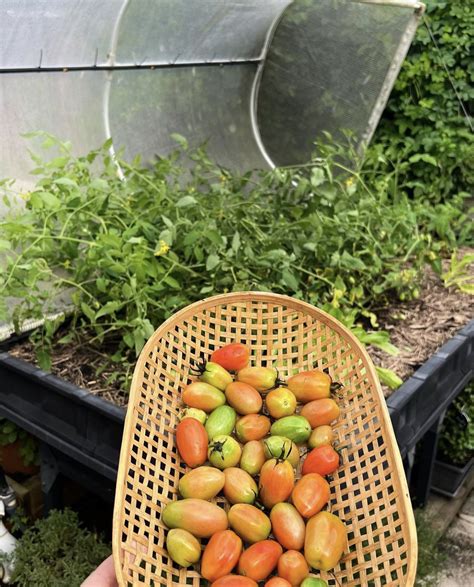 15 Best Tomato Garden Ideas Diy Hacks And Tips For Beginners Punkmed