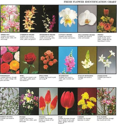 The app then uses the photo to identify it for you. Fresh flower identification chart - Be great printout with ...