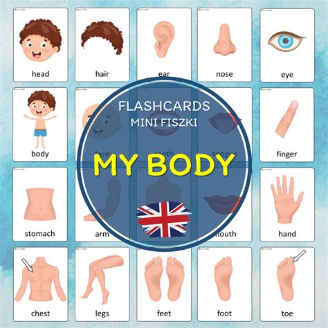 Moje Ciało Fiszki Obrazkowe W Języku Angielskim My Body Flashcards