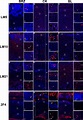 Immunolocalizations with LM5, LM10, LM21 and 2F4 antibody (in red) and ...