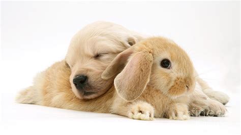 Rabbit And Puppy Photograph By Jane Burton