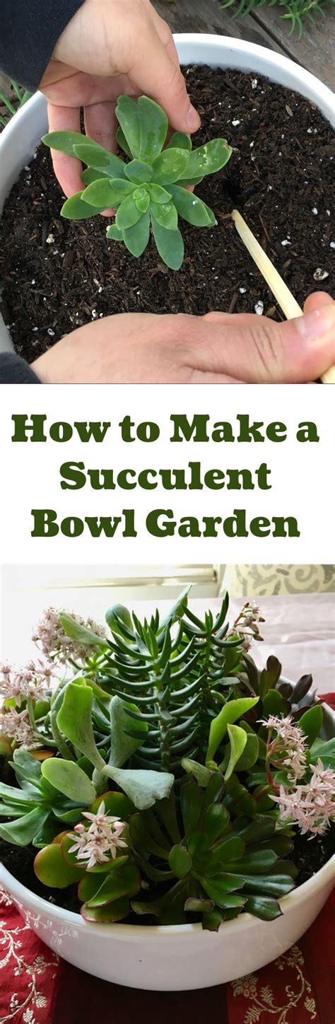 When choosing your plants, be aware they might have varying light and care requirements. How to Make a Succulent Bowl Garden | Succulents ...