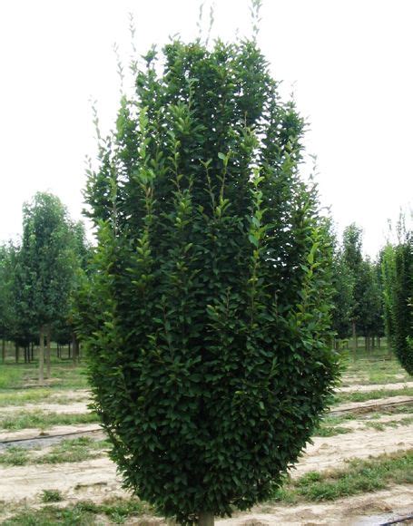 Pyramidal European Hornbeam Trees Carpinus Betulus â€˜fastigiata Tree