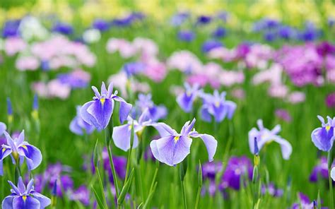 Hd Wallpaper Beautiful Iris Flowers In Summer Blue Irises Wallpaper