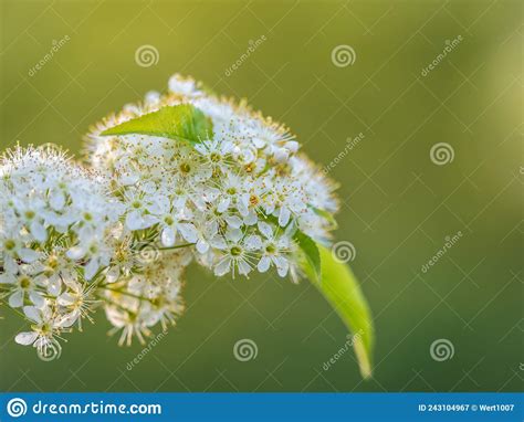 White Cherry Flowers The Branches Of A Blossoming Cherry Tree With