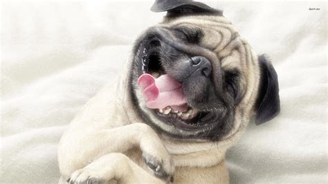 24 Happy Animals Guaranteed To Make You Smile