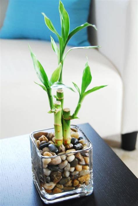 Learn to care for your indoor lucky bamboo plant to reap its benefits. 30+ Favored Indoor Water Garden Design Ideas For Best ...