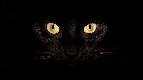 2560x1080px Free Download Hd Wallpaper Panther Black Background