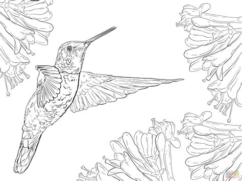 Hummingbird Coloring Pages Printable At Getdrawings Free Download