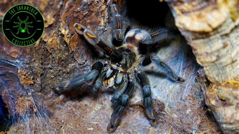 Venezuelan Suntiger Psalmopoeus Irminia Care — The Tarantula Collective