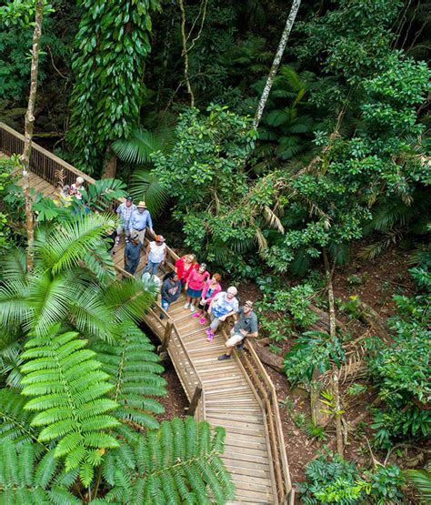 Daintree Rainforest Tours And Outback Tours Billy Tea Safaris