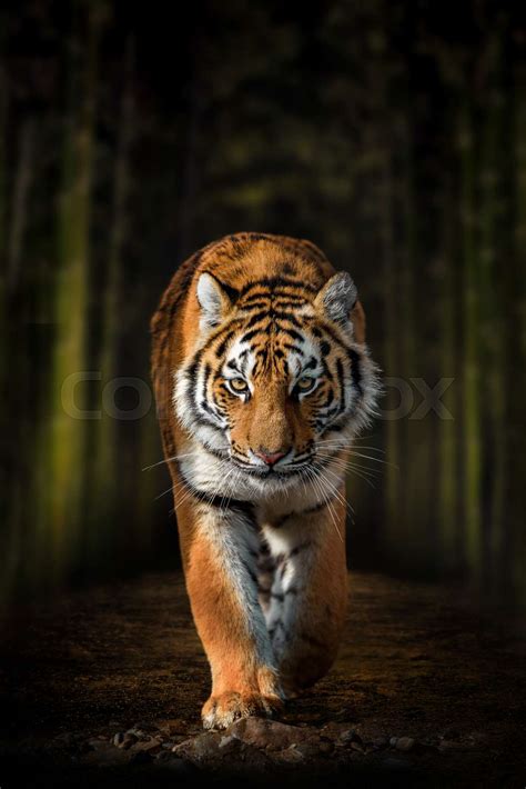 Siberian Tiger Walking Through Dark Forest Stock Image Colourbox