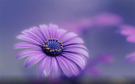 Purple Blue Flower Hd Wallpapers For Mobile Phones And