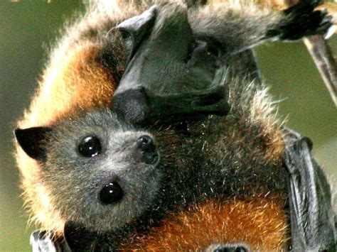 How You Can Help Save Flying Fox Pups Coffs Coast Advocate