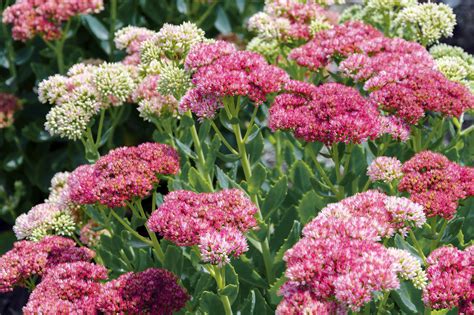 An evergreen plant with thick and fleshy foliage, this beautiful succulent is perfect for homes and gardens. Sedum: How to Plant, Grow, and Care for Sedum Plants | The ...