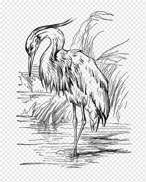 Bird Great Blue Heron Drawing Egret Crane Technic Monochrome Fauna