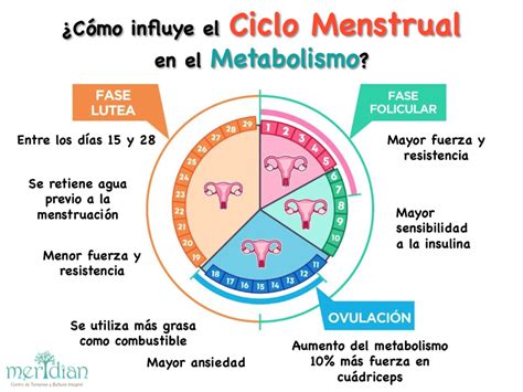 El Ciclo Menstrual Actiludis Reverasite