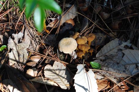 Mendonoma Sightings One Of My Favorite Edible Wild Mushrooms Is Up