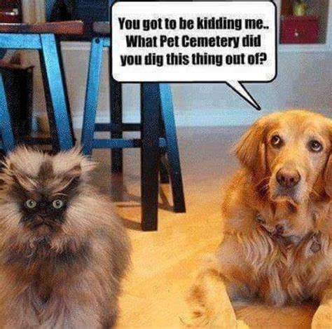 Dog Vs Cat Meme Funny Animals Funny Animal Pictures Haha Funny