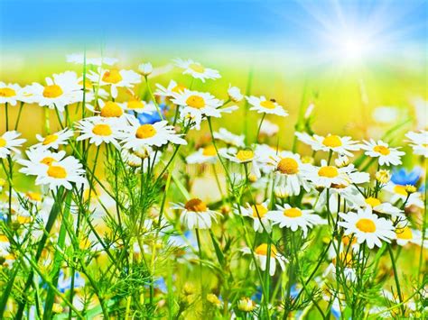 Daisy Field Stock Photo Image Of Flower Outdoor Idyllic 22861730