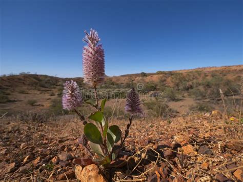 Pink Mulla Mulla Lambstails Australian Wildflower Stock Photo Image