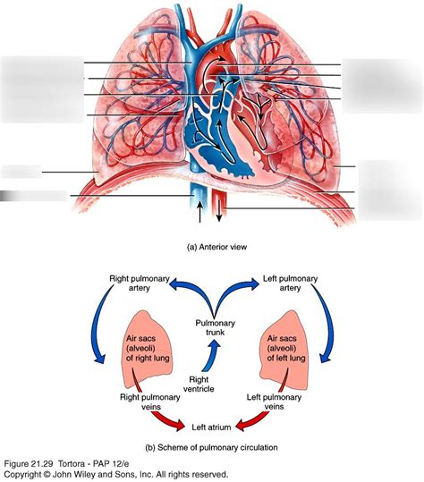 Pulmonary Circulation Diagram Pulmonary Circulation S