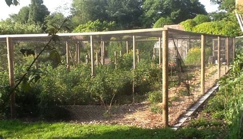Caging seems to be the easiest option for keeping deer out while you're growing fruit plots and aapple tree plots will undoubtedly present the most challenging food plot you have. Fruit Cages Timber Images - Harrod Horticultural Customer ...