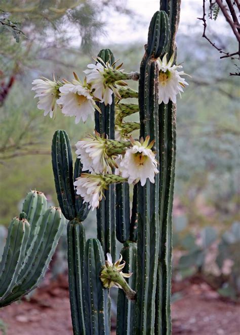 Organic Organ Pipe Cactus