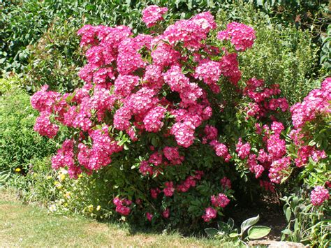 How long do flowers last? Plants with a very long flowering season : Grows on You