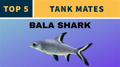 Bala Shark Tank Mates Youtube