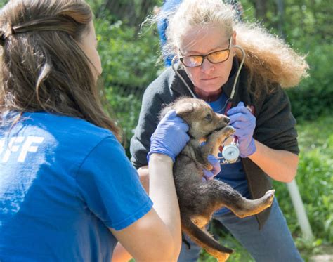 New Hope For Endangered Species As Worlds First Mexican Wolf Pup Born