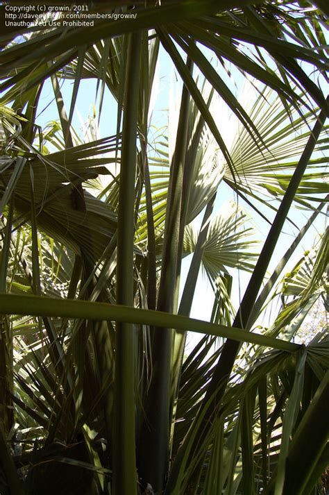 Plantfiles Pictures Sabal Species Bay Palmetto Huano Palm Thatch