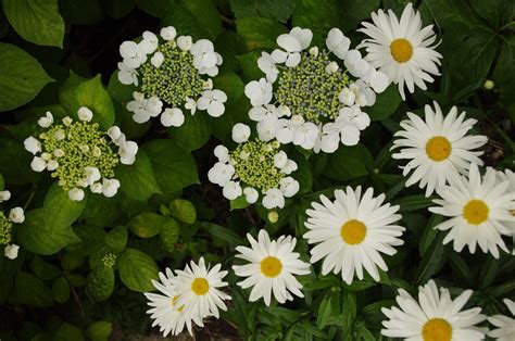 Que Planter En Juillet Pour Un Jardin Color Et Florissant Moneti Web