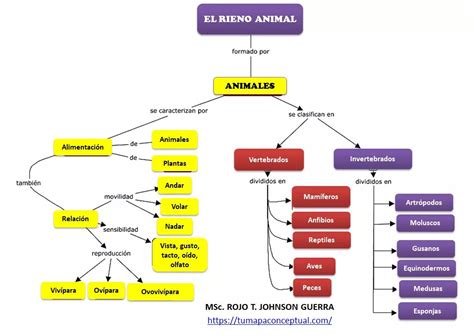 Mapa Conceptual Del Reino Animal