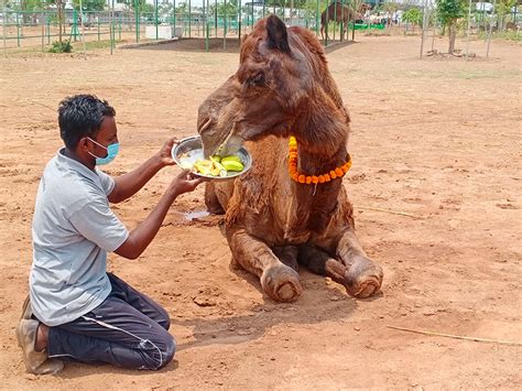 Photo Gallery Animal Rahat Celebrates Holi And Gudi Padwa Animal Rahat