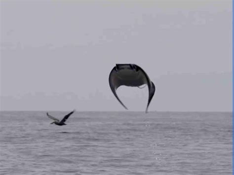 Watch Stingray Catapults Out Of The Ocean And Into The Air