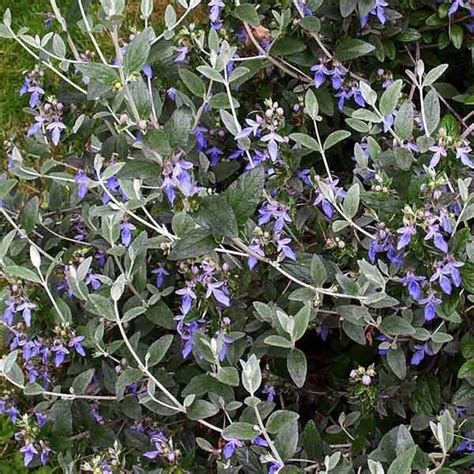 Maybe you would like to learn more about one of these? Germandrée arbustive Azureum - Teucrium fruticans à fleurs ...