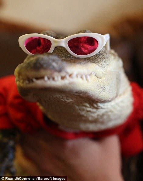 Royalty free clipart illustration of a grinning alligator wearing sunglasses, on a white background. Pennsylvania owner dresses pet ALLIGATOR in a tutu | Daily ...